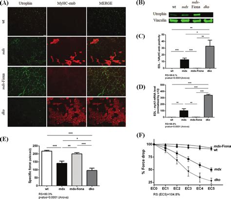 Correlation Of Utrophin Embryonic Myosin And Muscle Function In