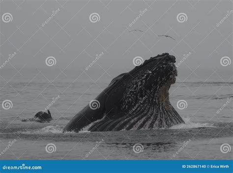 Sea Lion and Feeding Humpback Stock Photo - Image of arctic, travel ...