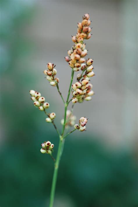 Sorghum Plant