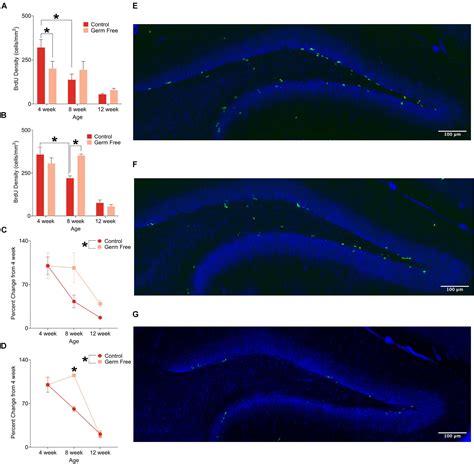 Frontiers Disrupted Neurogenesis In Germ Free Mice Effects Of Age And Sex