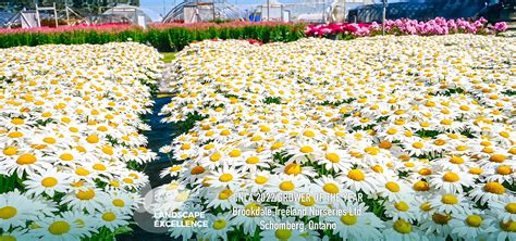 Landscape Ontario Horticultural Trades Association Greenforlife