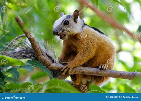 Tropisches Eichhörnchen Playa Grande Costa Rica Stockfoto Bild Von