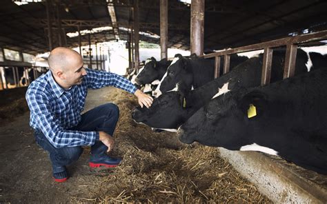 Te Contamos La Importancia De Una Buena Alimentación En El Ganado