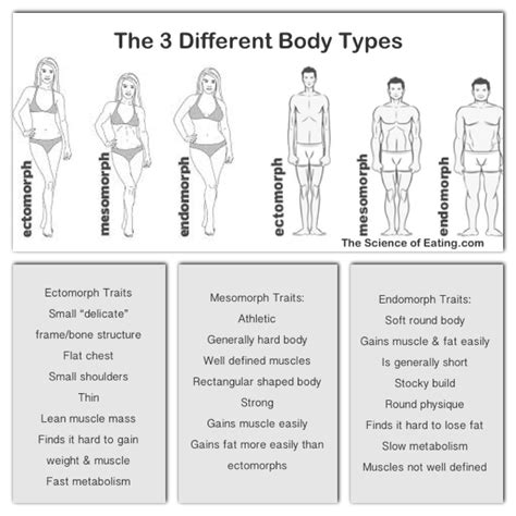 How To Understand Your Body To Plan Your Diet And Training Body Type