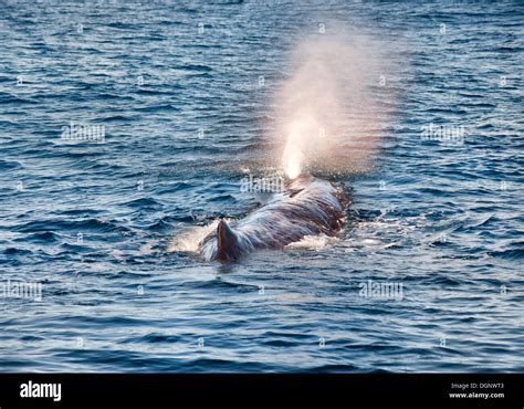 Sperm whale hi-res stock photography and images - Alamy