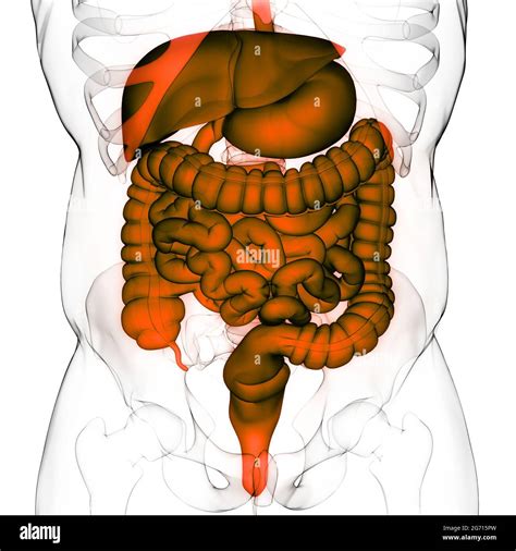 Anatomie Der Menschlichen Verdauungssystem Stockfotografie Alamy