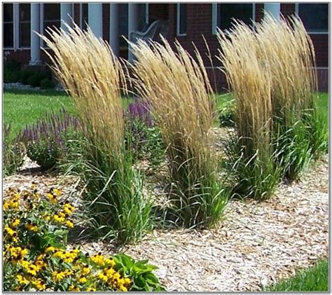 Karl Foerster Grass Ornamental Grass Landscape Tall Grass Landscaping Small Front Yard