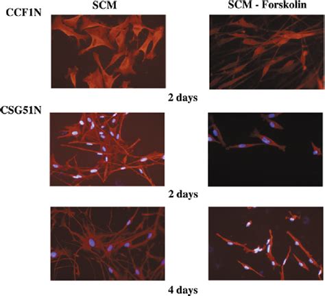 Figure From Schwann Cells Harbor The Somatic Nf Mutation In