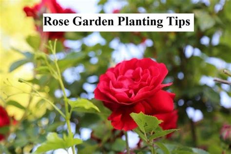 Best Rose Garden Planting Tips In Your Garden | GARDENS NURSERY