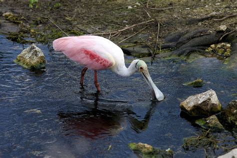 Roseate Spoonbill At Circle B Bar Preserve March 15 2015 Malcolm