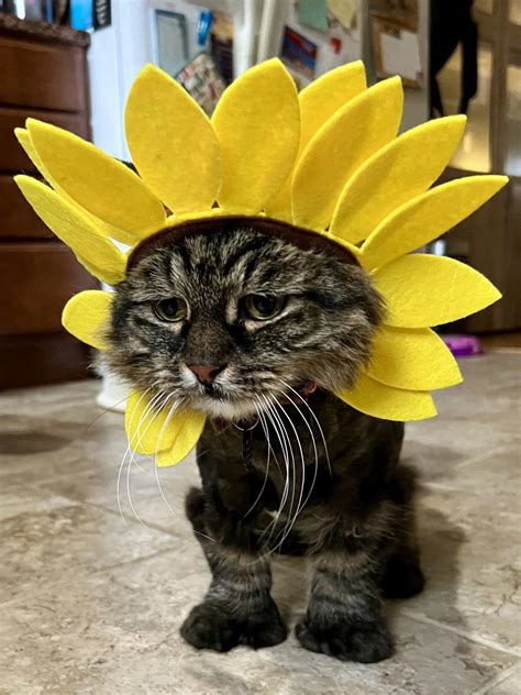 Psbattle Cat In A Sunflower Costume Rphotoshopbattles