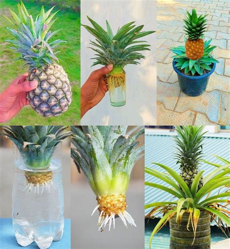 How To Grow Pineapples At Home Step By Step Easy Way Steps