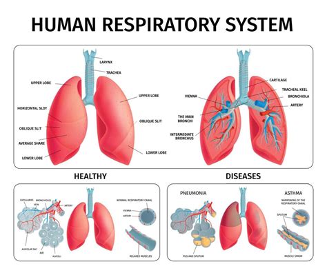 Human Lung Anatomy Infographics Vector Art At Vecteezy