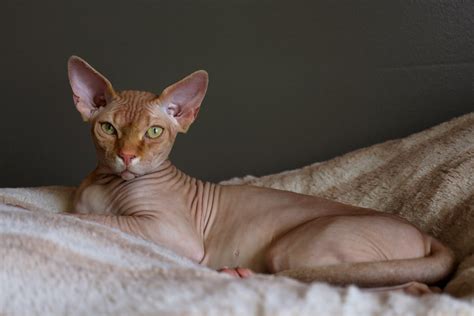 7 Breeds of Hairless Cats | A Cute Hairless Cat at Home and Sphynx price