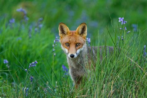 Kathleen Macdonald Wildlife Red Fox Scotland