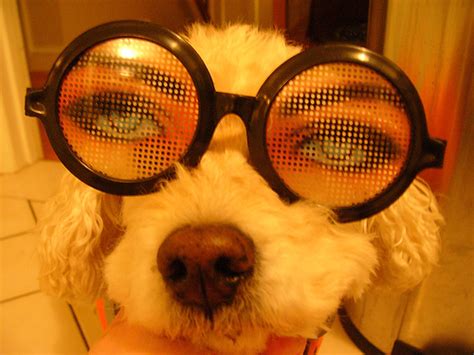 » Dogs Wearing Glasses