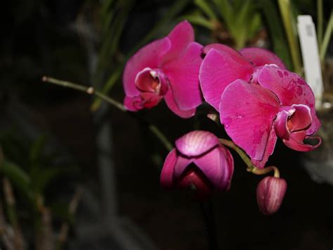 Details Orquideas En La Selva Abzlocal Mx