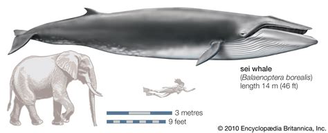 Sei whale | Endangered species, baleen whales, migratory | Britannica