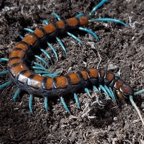 Scolopendra subspinipes ‘Mint legs’ centipede - HappyForestStore