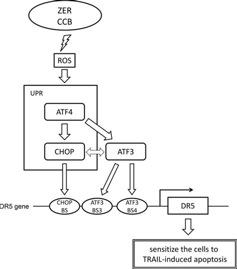 Role Of Activating Transcription Factor 3 Atf3 In Endoplasmic