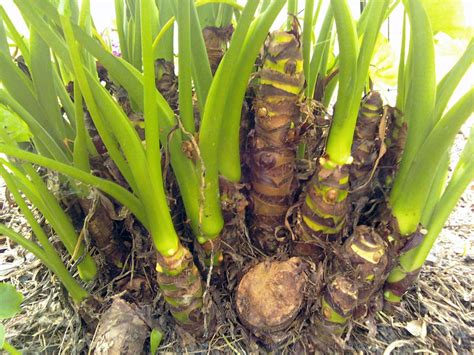 The Rainforest Garden: Alocasia Propagation from Cuttings