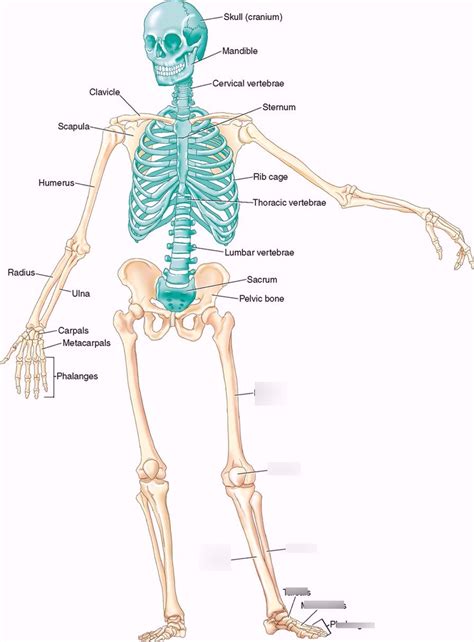 LEG Diagram | Quizlet