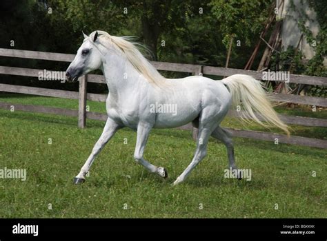 Pure White Arabian Horse