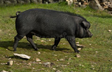 Black Iberian Pig stock image. Image of dehesa, iberian - 18571173