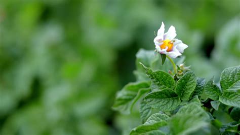 Potato Sprouts On A Farm Bed Flowering Ripening Potatoes Potato