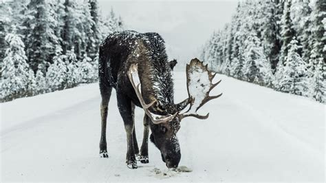 WATCH: Moose Blasts By Hikers In Deep Snow