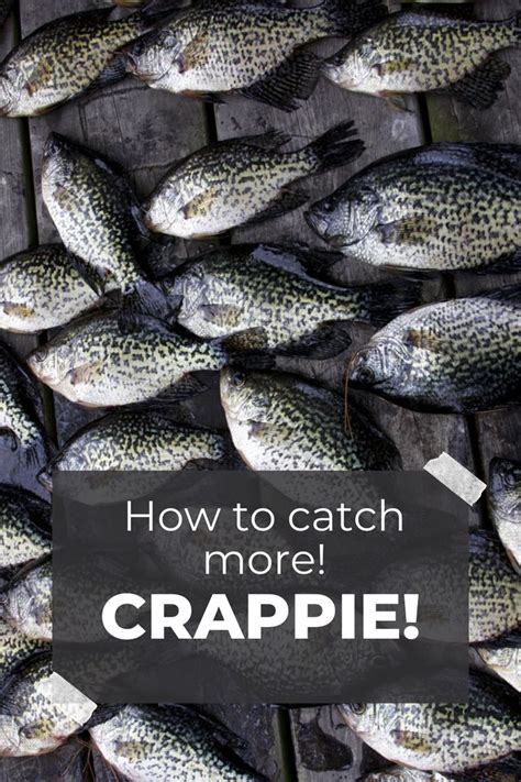 How To Fish For Crappie From The Bank Crappie Bank Fishing Tips