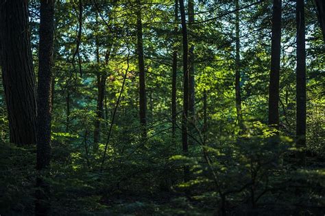 3840x2160px | free download | HD wallpaper: Thick Lush Green Forest ...