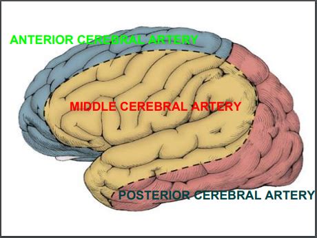 Cerebrovascular Anatomy Flashcards Quizlet