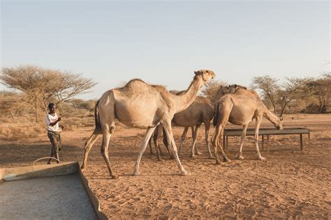 Camel Leasing in Somalia: Phase I Research | Agrilinks