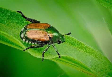 4,724 Armor Beetle Images, Stock Photos, 3D objects, & Vectors | Shutterstock