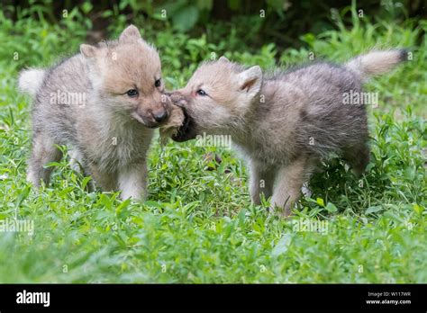 Arriba Images Lobo Y Sus Crias Viaterra Mx