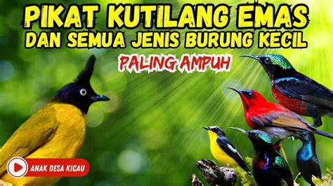 Suara Pikat Mp3 Super Ampuh Kutilang Emas Suara Burung Ribut YouTube