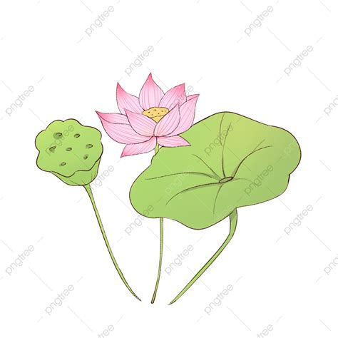 Ink Lotus Hd Transparent Summer Solstice Hand Painted Ink Lotus Leaf