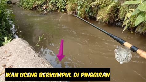 Mancing Ikan Uceng Di Selokan Kecil Micro Fishing Youtube