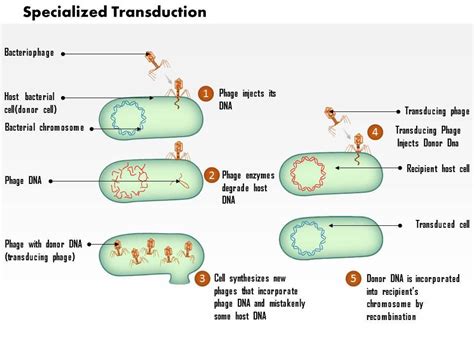 Specialized transduction and its process - Overall Science