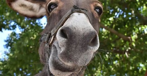 World Donkey Day 2024 I Love IT