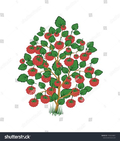 2954 Cartoon Berries Bush Images Stock Photos And Vectors Shutterstock