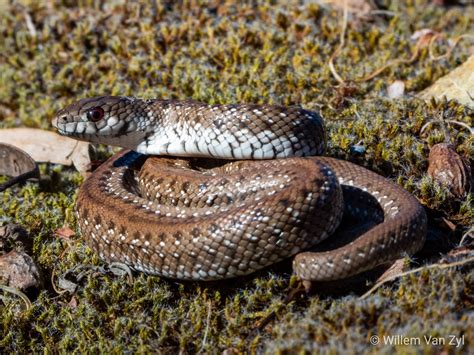 Juvenile Mole Snake (Pseudaspis cana) from Milnerton, South Africa ...