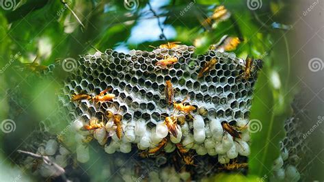 Close Up Shot Of Yellow Wasps Or Ropalidia Marginata Deadly Insects With Large Honeycomb And