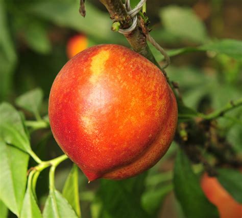 Bradley Nectarine Tree 3-4' | Ison's Nursery & Vineyard