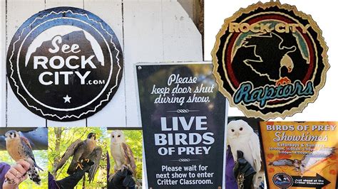 Rock City Gardens Raptors Birds Of Prey Show The Power And Majesty Of