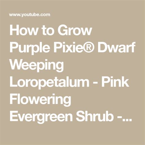 How To Grow Purple Pixie Dwarf Weeping Loropetalum Pink Flowering