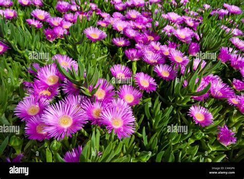 Leuchtende Rosa Bl Ten Erscheinen Auf Eine Schleichende Sally Meine