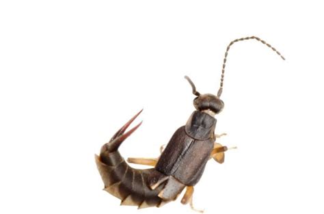 25 Super Cool Facts About Earwigs You Probably Didn T Know List25