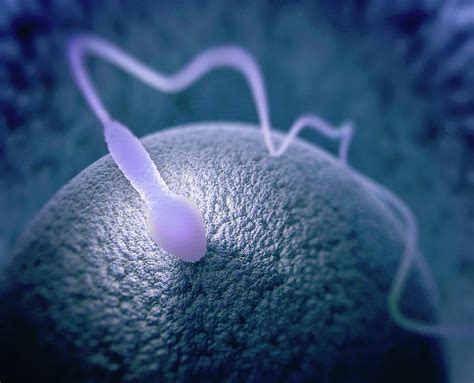 Human Sperm And Egg 9 Photograph By Science Photo Library Pixels